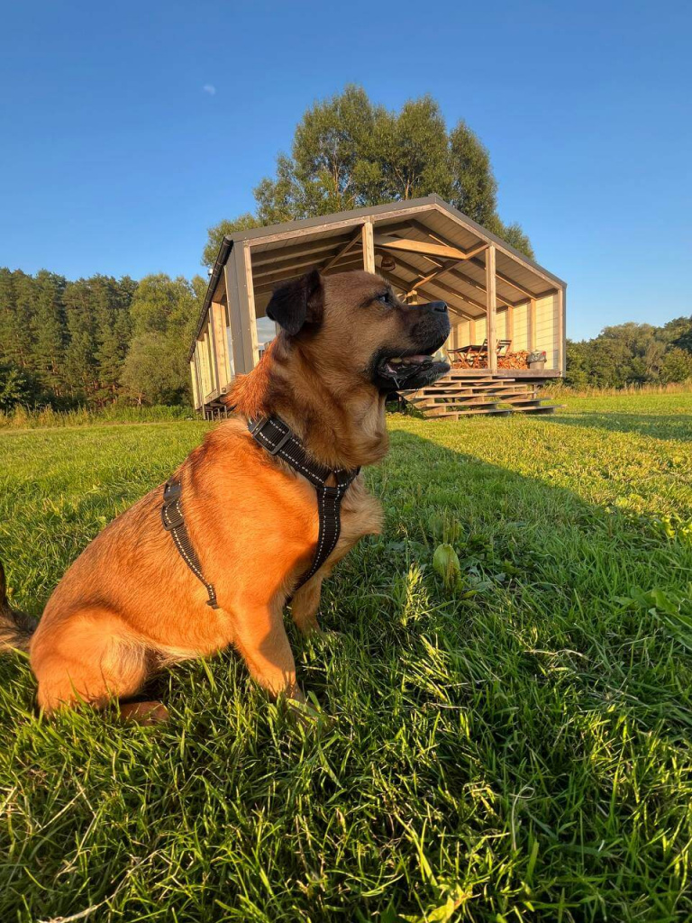 _Pine_dog.jpg